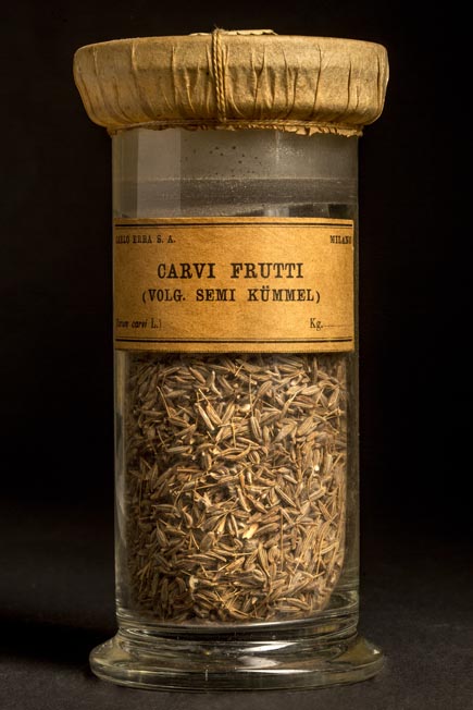 CARVI - frutti - volg. semi di kummel